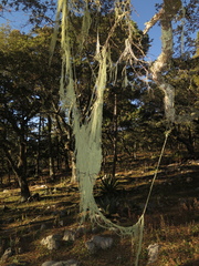Usnea angulata
