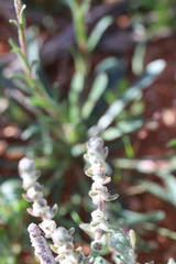 Maireana trichoptera