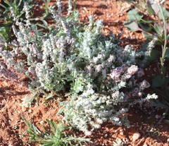 Maireana trichoptera