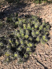 Corynopuntia invicta