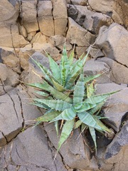 Agave sobria