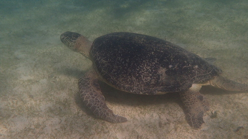 Chelonia mydas