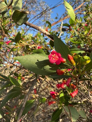 Marianthus erubescens (Marianthus erubescens)