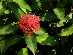 Ixora casei