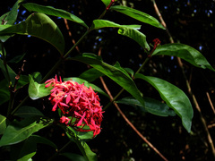 Ixora casei