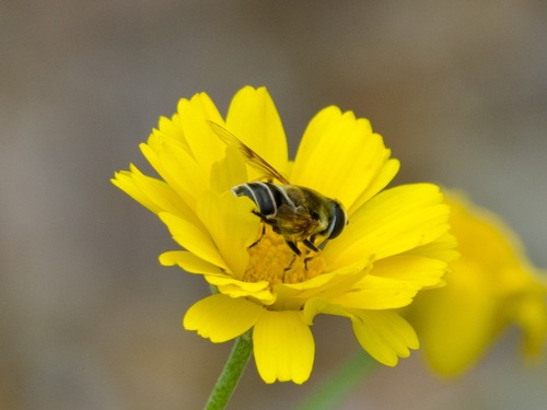 Unknown species found near 24213 N 23rd Way, Phoenix, AZ 85024, USA