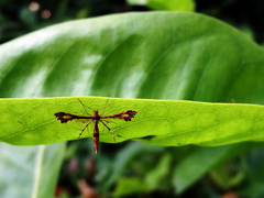 Xyroptila oenophanes