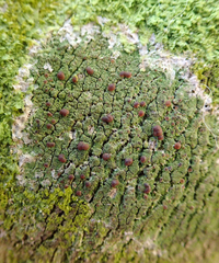 Phyllopsora corallina