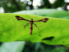 Xyroptila oenophanes