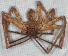 Heteropoda variegata