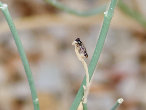 Unknown species found near 24213 N 23rd Way, Phoenix, AZ 85024, USA
