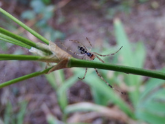 Tylorida