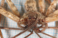 Heteropoda variegata