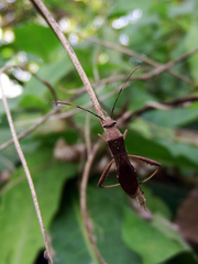 Riptortus linearis