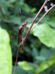 Riptortus linearis