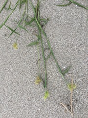 Cenchrus palmeri