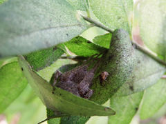 Chibizo formosensis