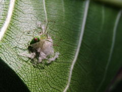 Tetragnatha squamata