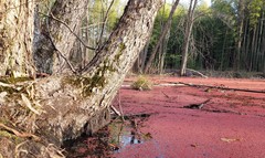 Azolla caroliniana