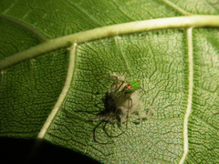 Tetragnatha squamata