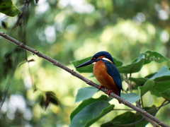 Alcedo atthis bengalensis