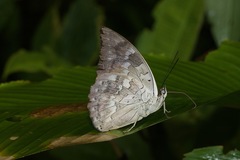 Archaeoprepona demophoon