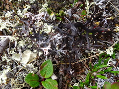 Masonhalea richardsonii