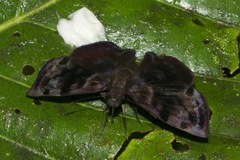 Ebrietas infanda