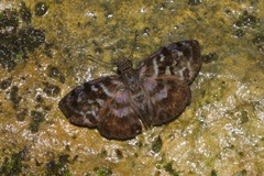 Ebrietas anacreon anacreon