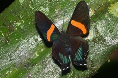 Ancyluris inca formosa