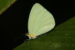 Pseudopieris nehemia