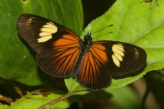 Castilia perilla