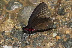 Parides childrenae