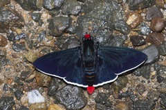 Pyrrhopyge phidias