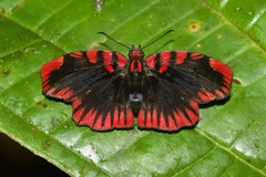 Haemactis sanguinalis