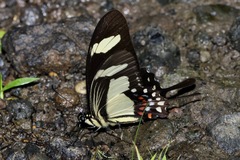 Heraclides torquatus