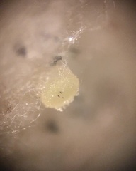 Ascobolus crenulatus