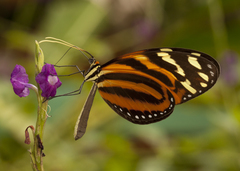 Melinaea lilis imitata