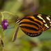 Mariposa Alas de Tigre Mimética Sureña - Photo (c) Karl Kroeker, algunos derechos reservados (CC BY-NC), subido por Karl Kroeker