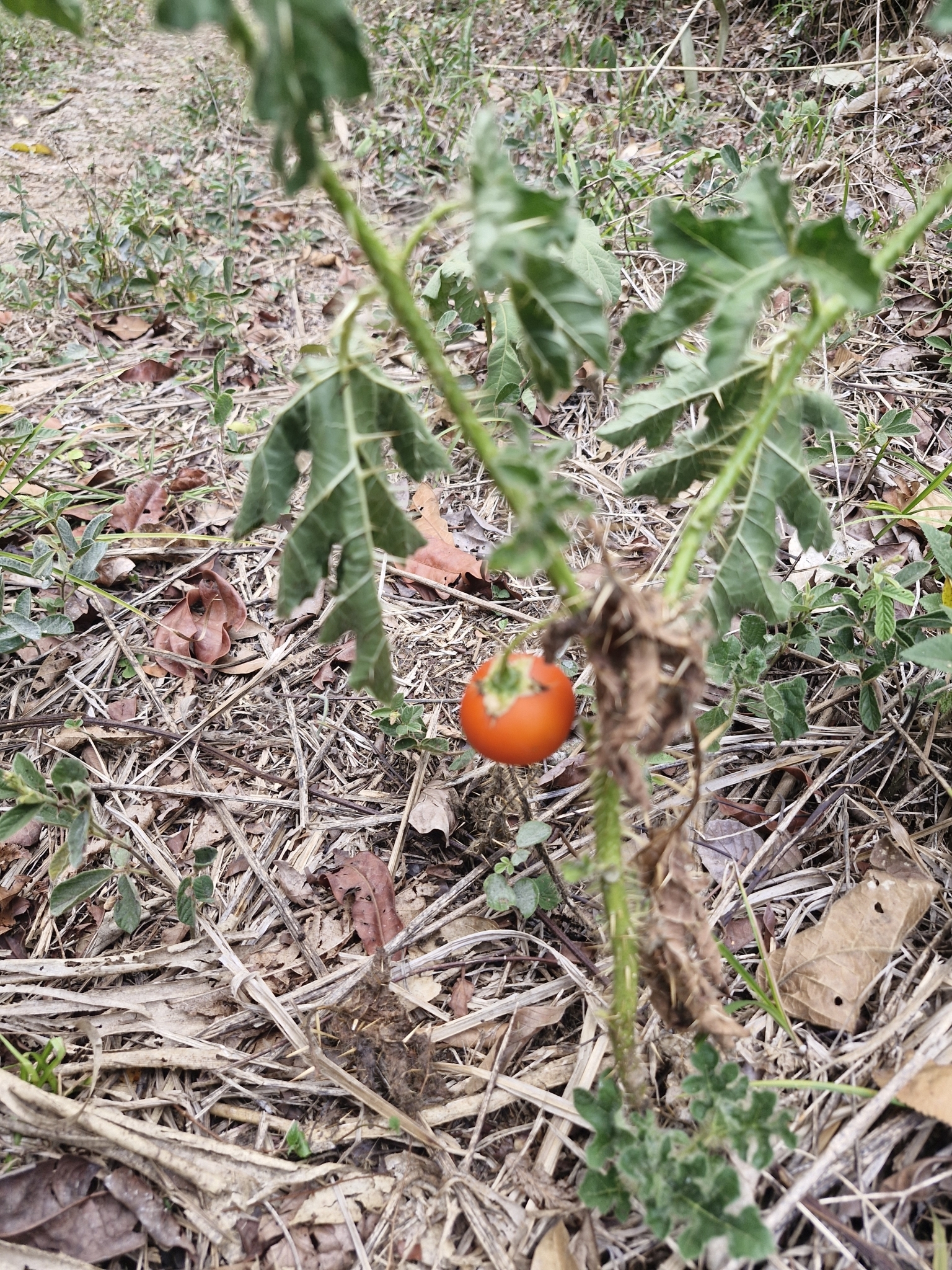 Solanum capsicoides