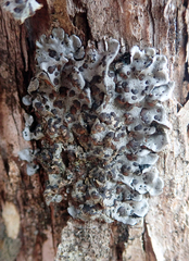 Coccocarpia erythroxyli