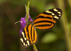 Melinaea lilis imitata