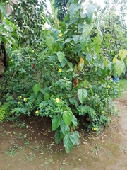Magnoliopsida