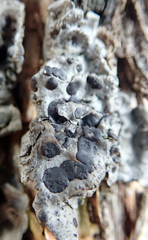 Coccocarpia erythroxyli