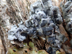 Coccocarpia erythroxyli