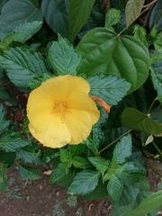 Magnoliopsida