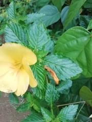 Magnoliopsida