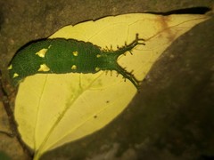 Hestina assimilis formosana