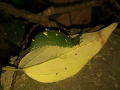 Hestina assimilis formosana