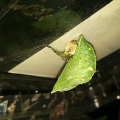 Hestina assimilis formosana